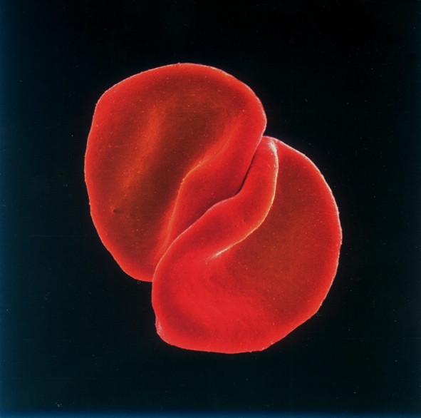 Peter Gabriel — Scratch My Back