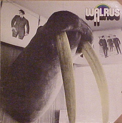 Walrus — Walrus