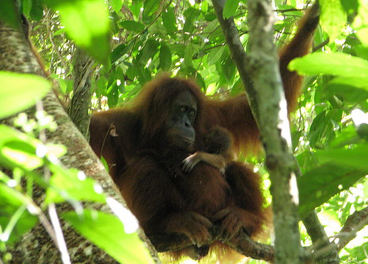 Sumatra with a Child: A Jungle Trek – photo 2