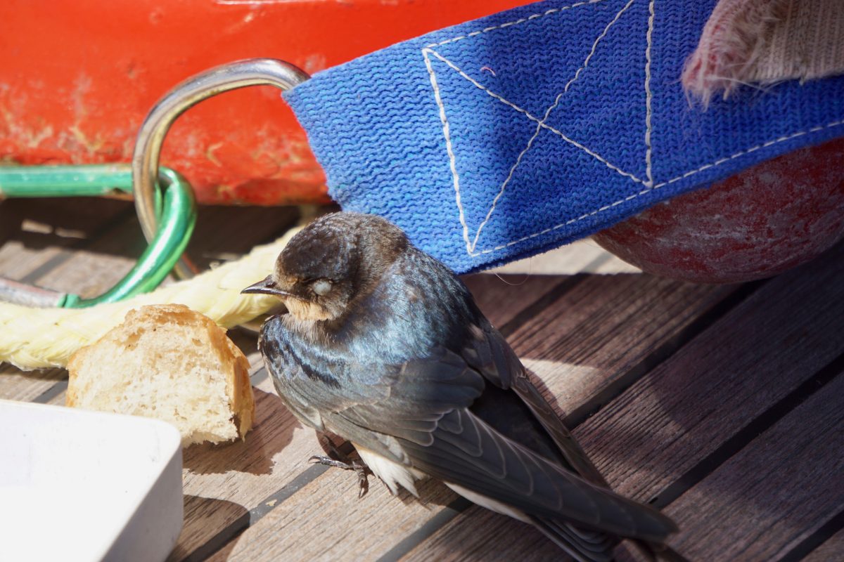Along the Edge of Hurricane Irma—Under Sail. Days 7–8. About Birds – photo 2