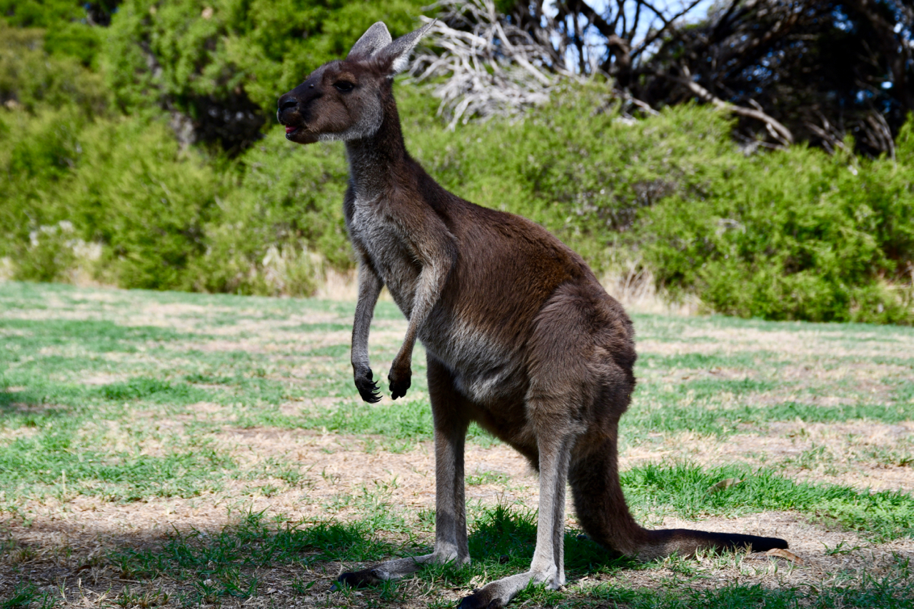 Quarantine and Coronavirus in Australia – photo 15