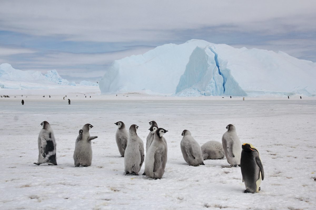 The Adventures of Niko the Little Penguin and His Friends. A Story by Our Young Sailor – photo 9