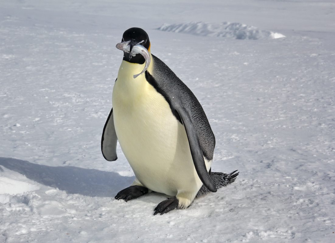 The Adventures of Niko the Little Penguin and His Friends. A Story by Our Young Sailor – photo 6