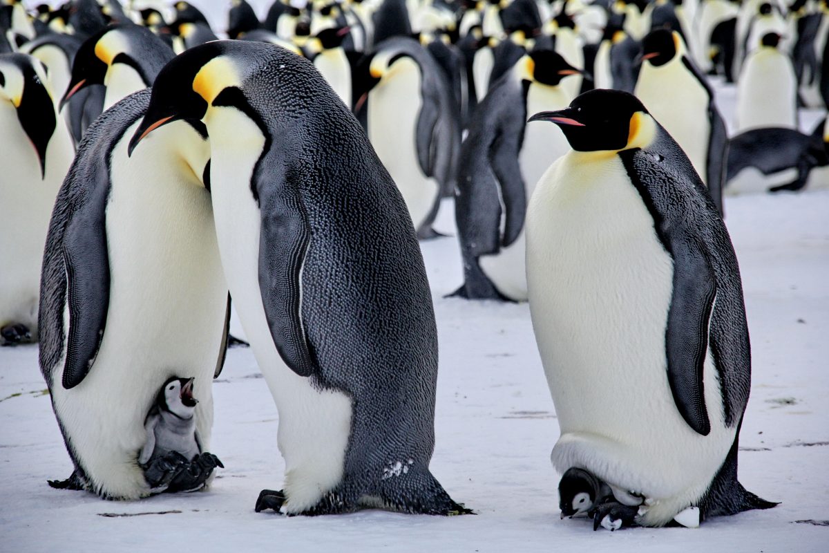 The Adventures of Niko the Little Penguin and His Friends. A Story by Our Young Sailor – photo 2