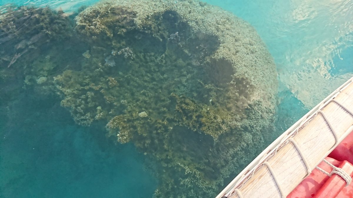 How We Woke Up on a Reef – photo 2