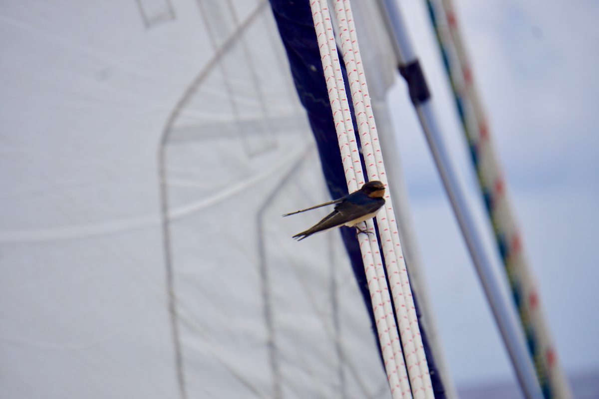 Along the Edge of Hurricane Irma—Under Sail. It Has Begun! – photo 3