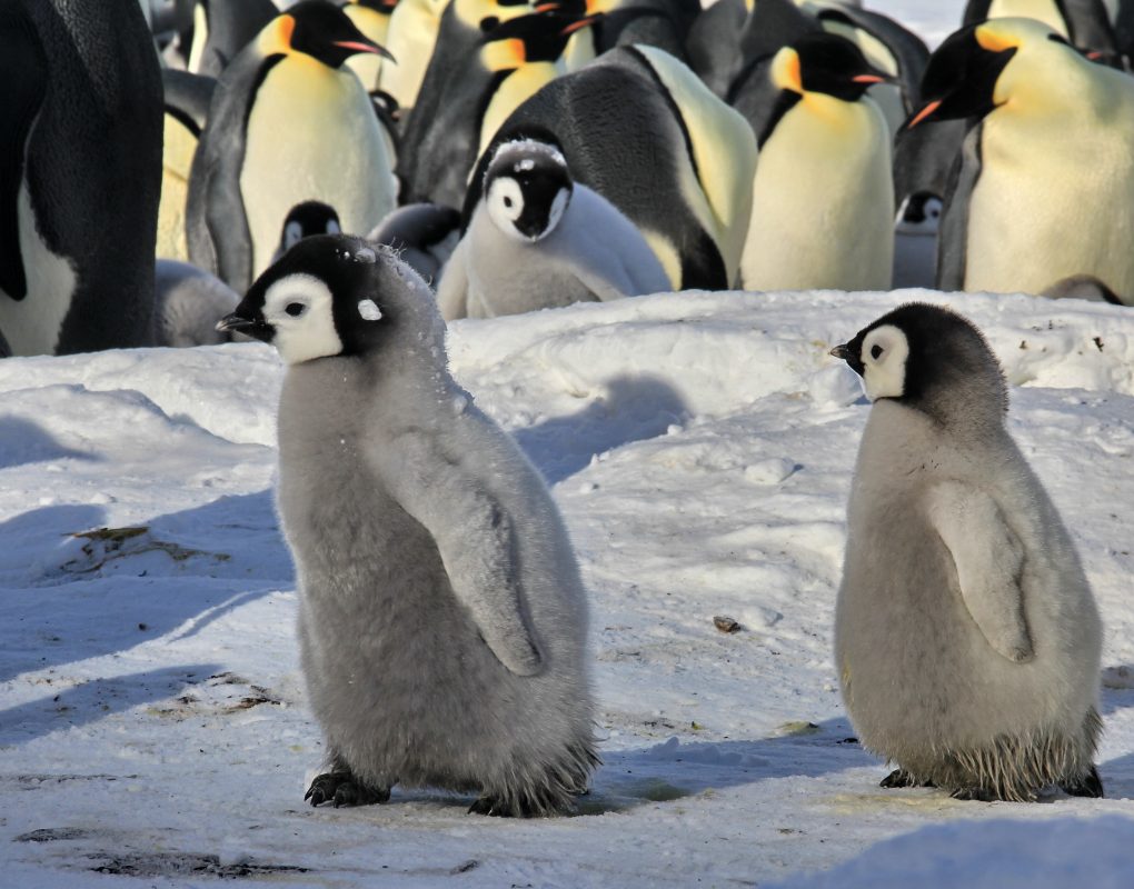 The Adventures of Niko the Little Penguin and His Friends. A Story by Our Young Sailor – photo 7