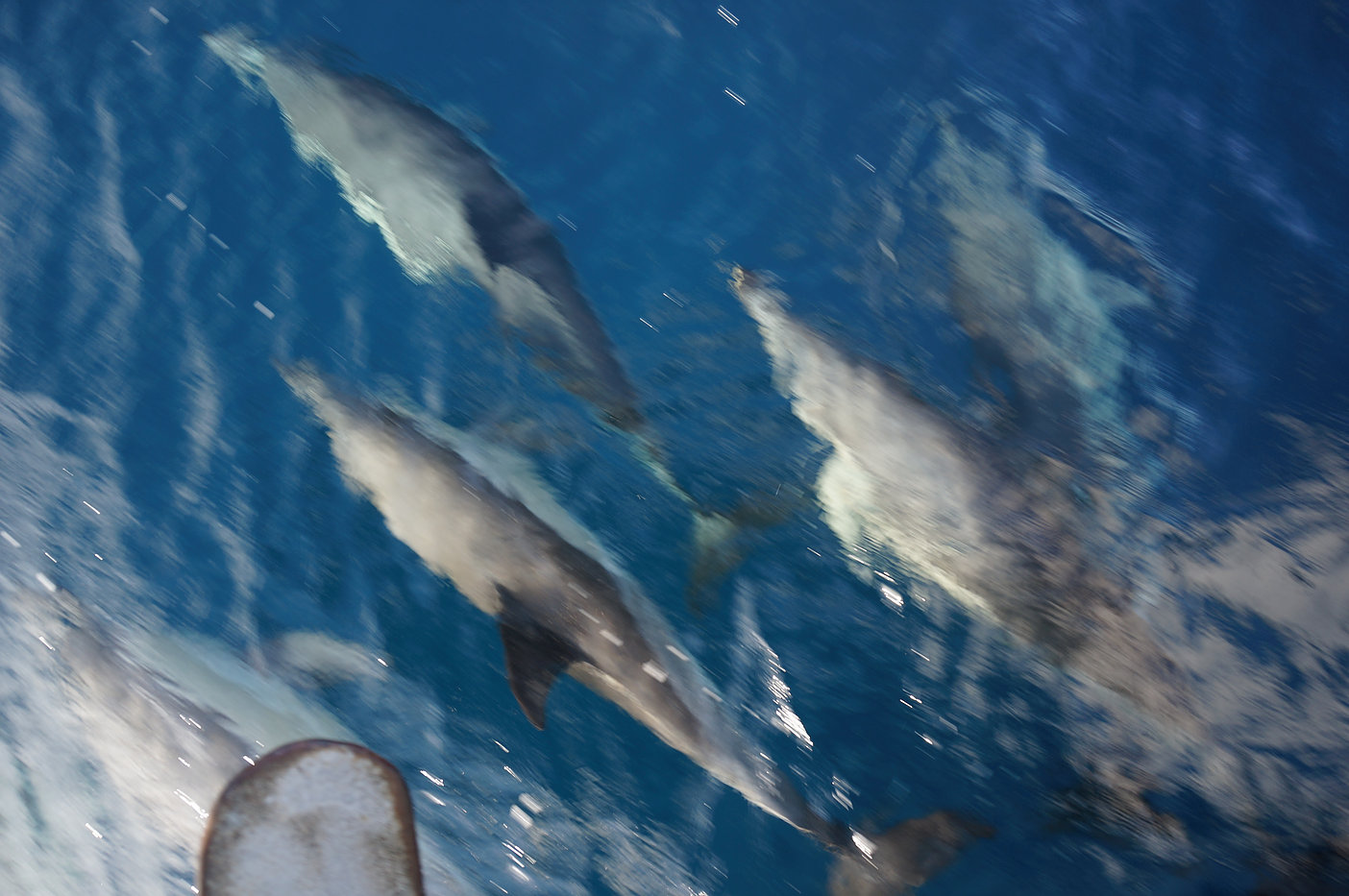 A Dialogue with a Pod of Dolphins – photo 2