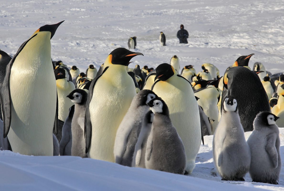 The Adventures of Niko the Little Penguin and His Friends. A Story by Our Young Sailor – photo 4