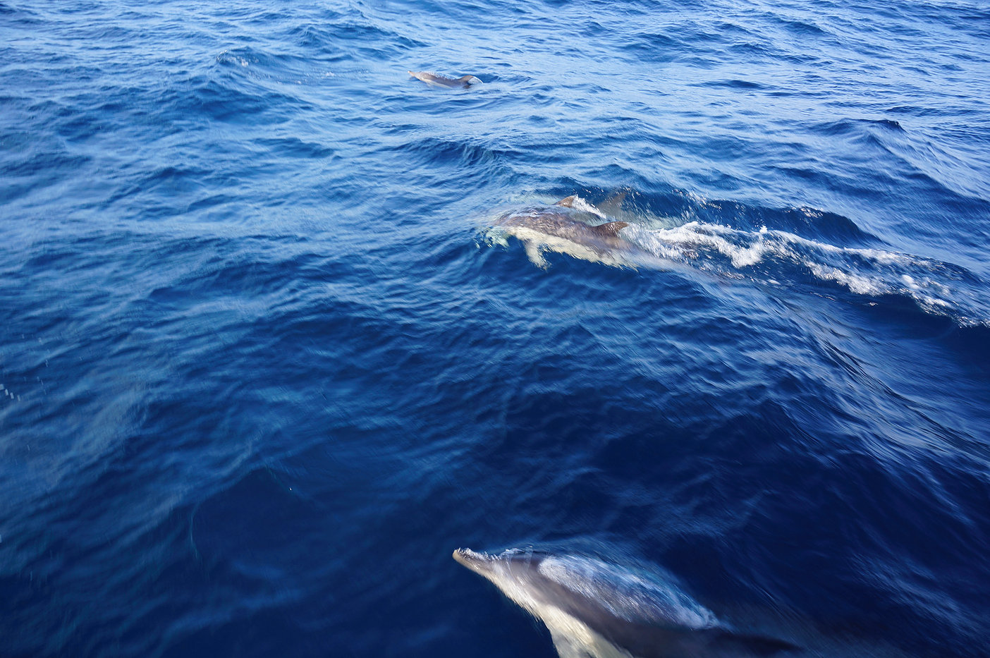 A Dialogue with a Pod of Dolphins – photo 1