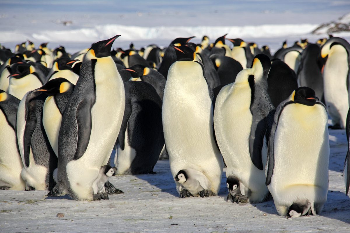 The Adventures of Niko the Little Penguin and His Friends. A Story by Our Young Sailor – photo 5
