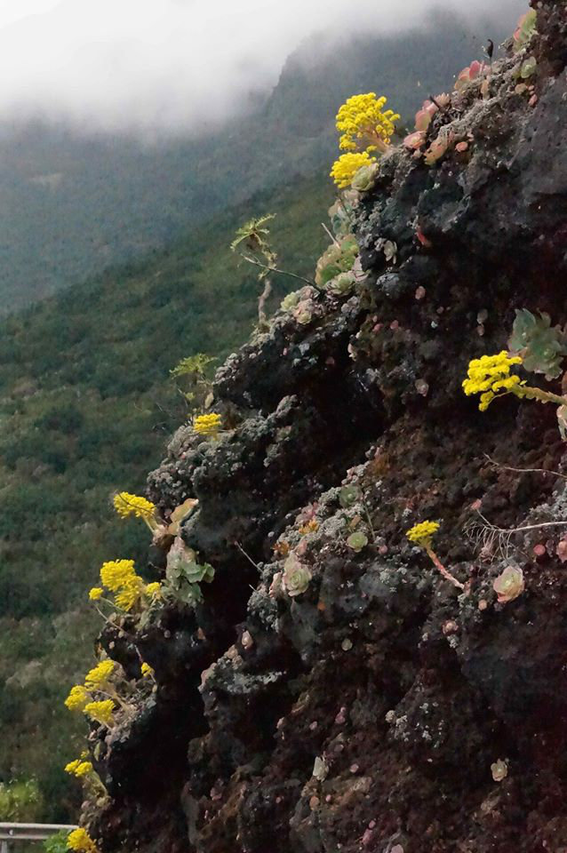 Куда подевались местные жители Канаров? – фото 7