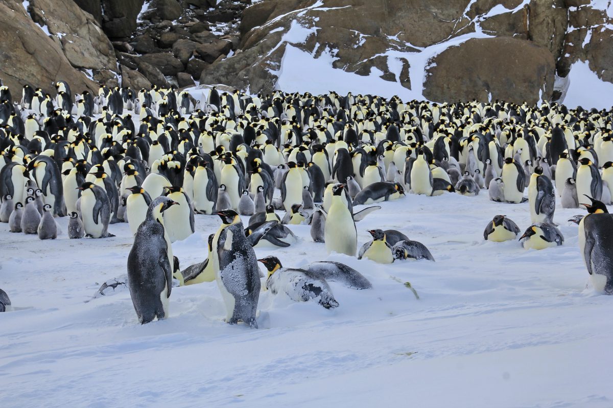 The Adventures of Niko the Little Penguin and His Friends. A Story by Our Young Sailor – photo 8