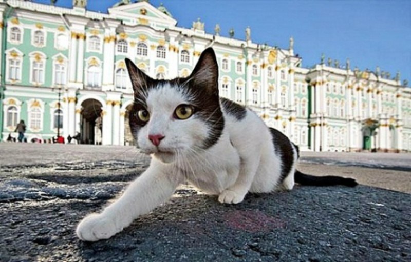 Эрмитажные коты спасены