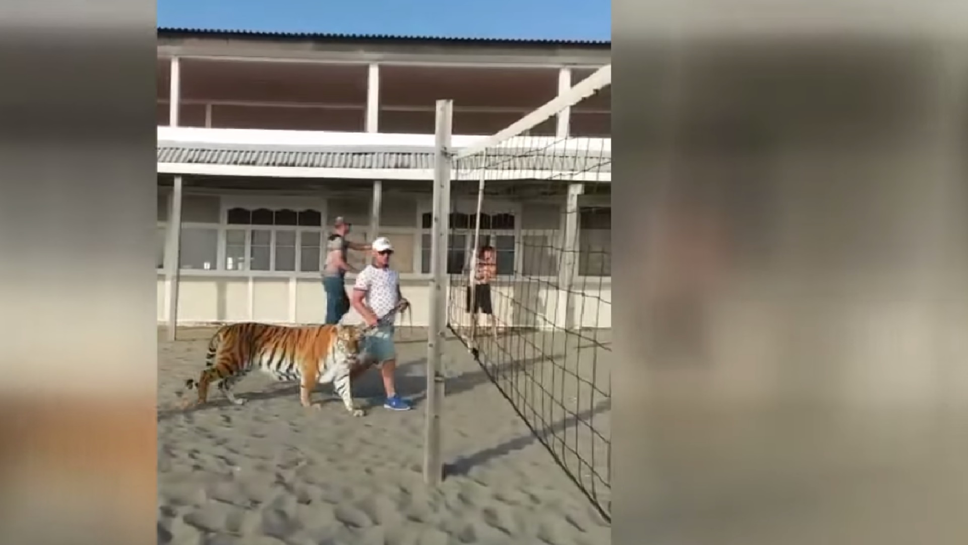 В Находке на многолюдном пляже выгуливали тигра