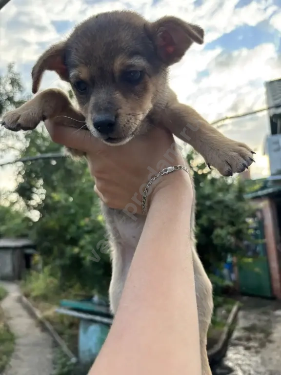 щенок в добрые руки