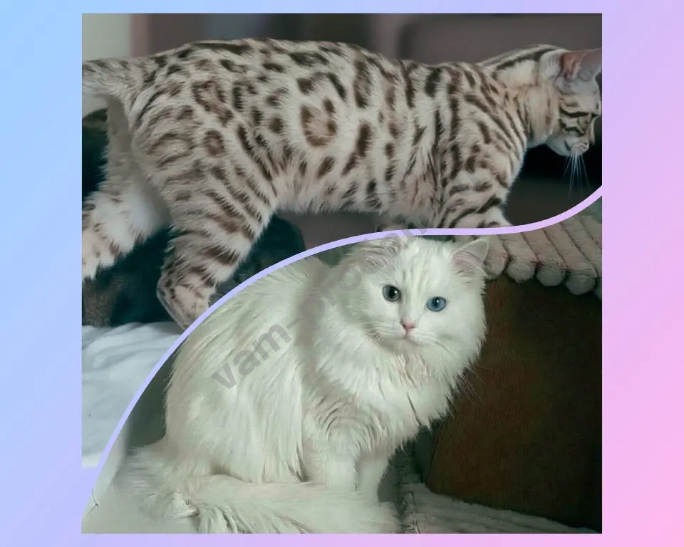 Снежный бенгоран. Бенгальские котята
