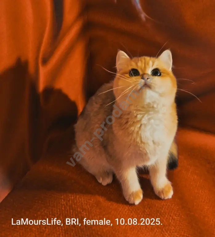 Британская золотая шиншилла.