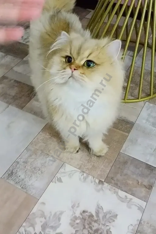 Шотландец