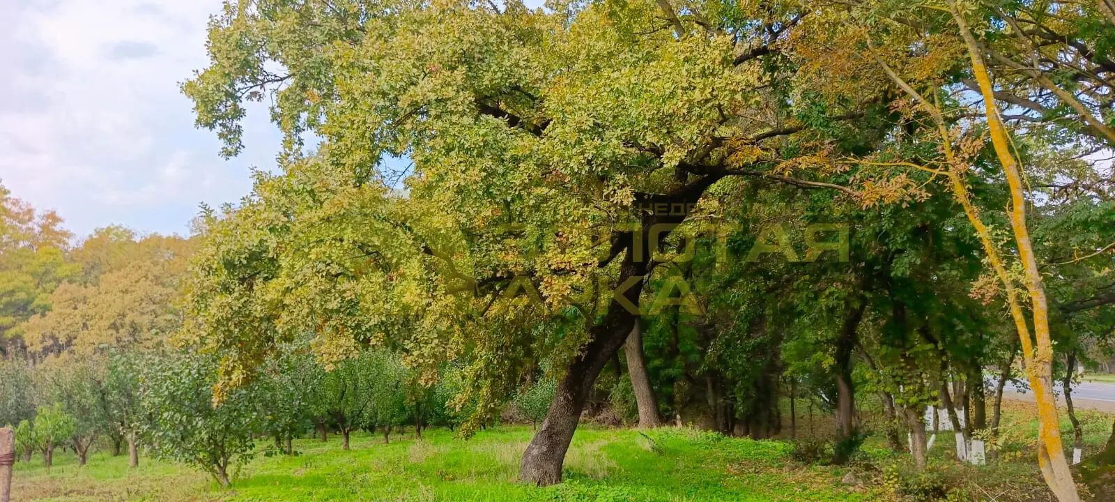 участок