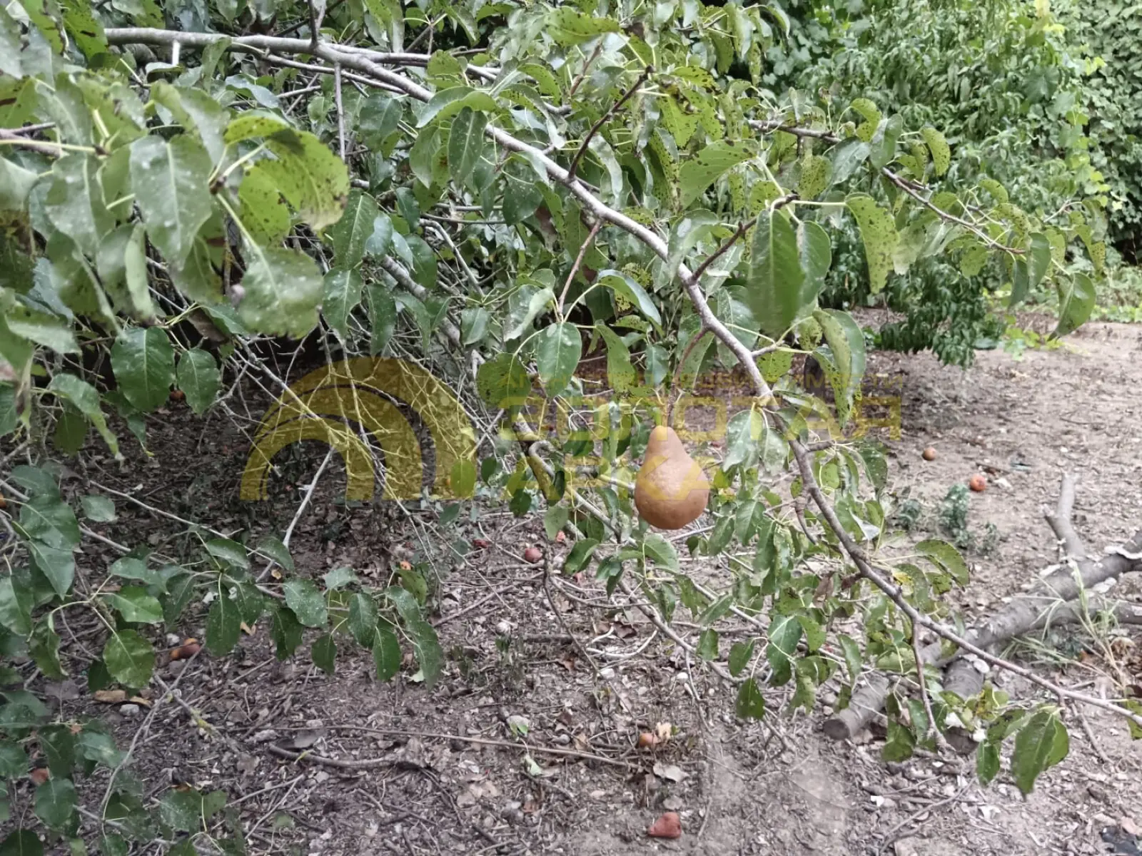 участок