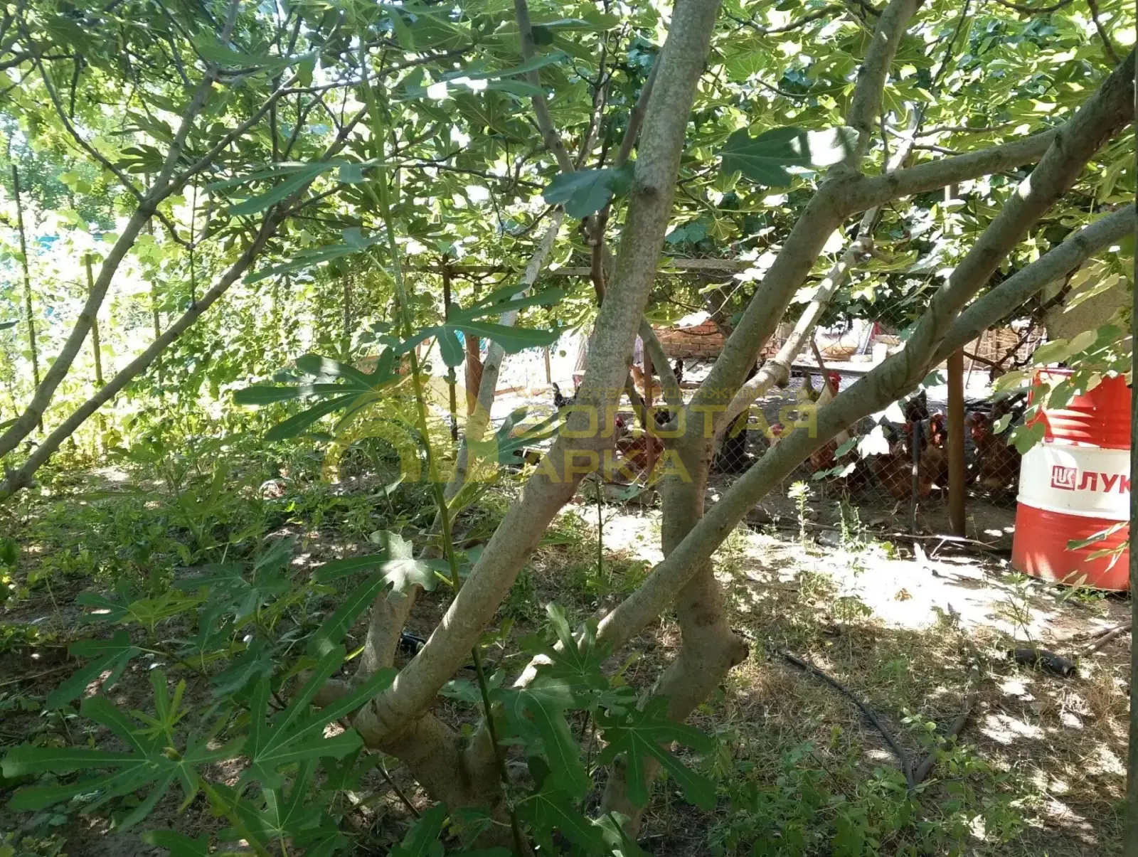 дом