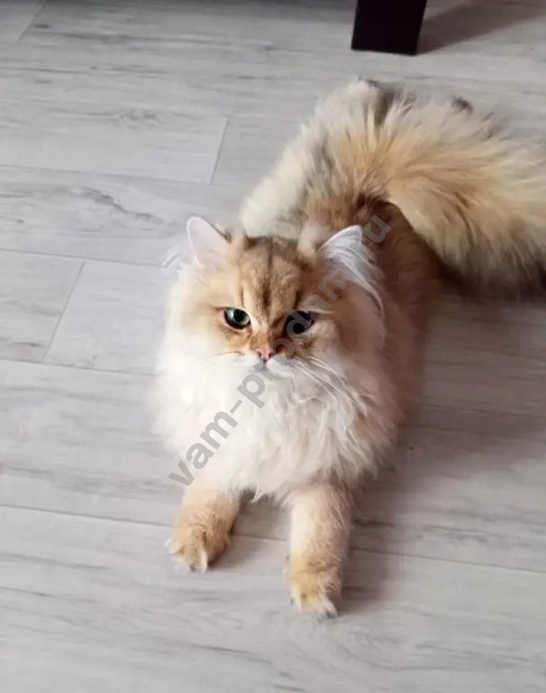 Шотландец