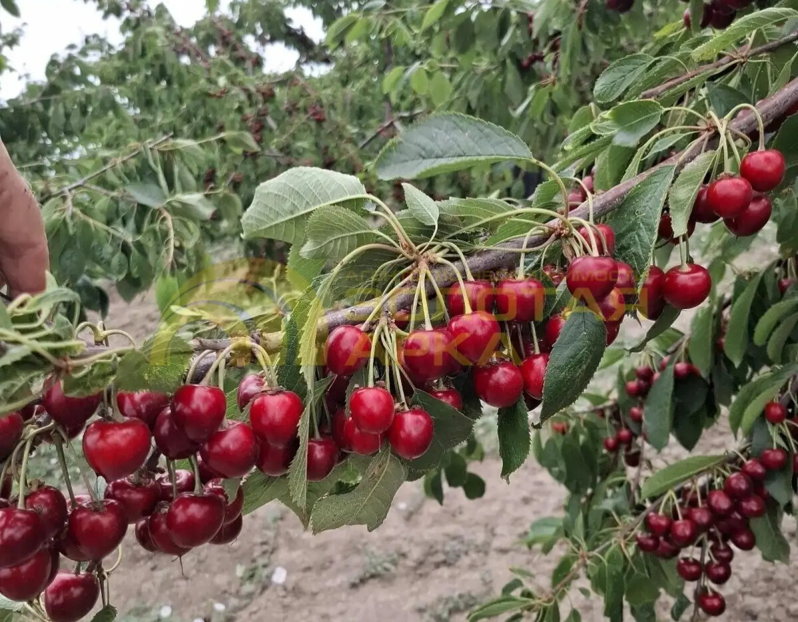 коммерческая