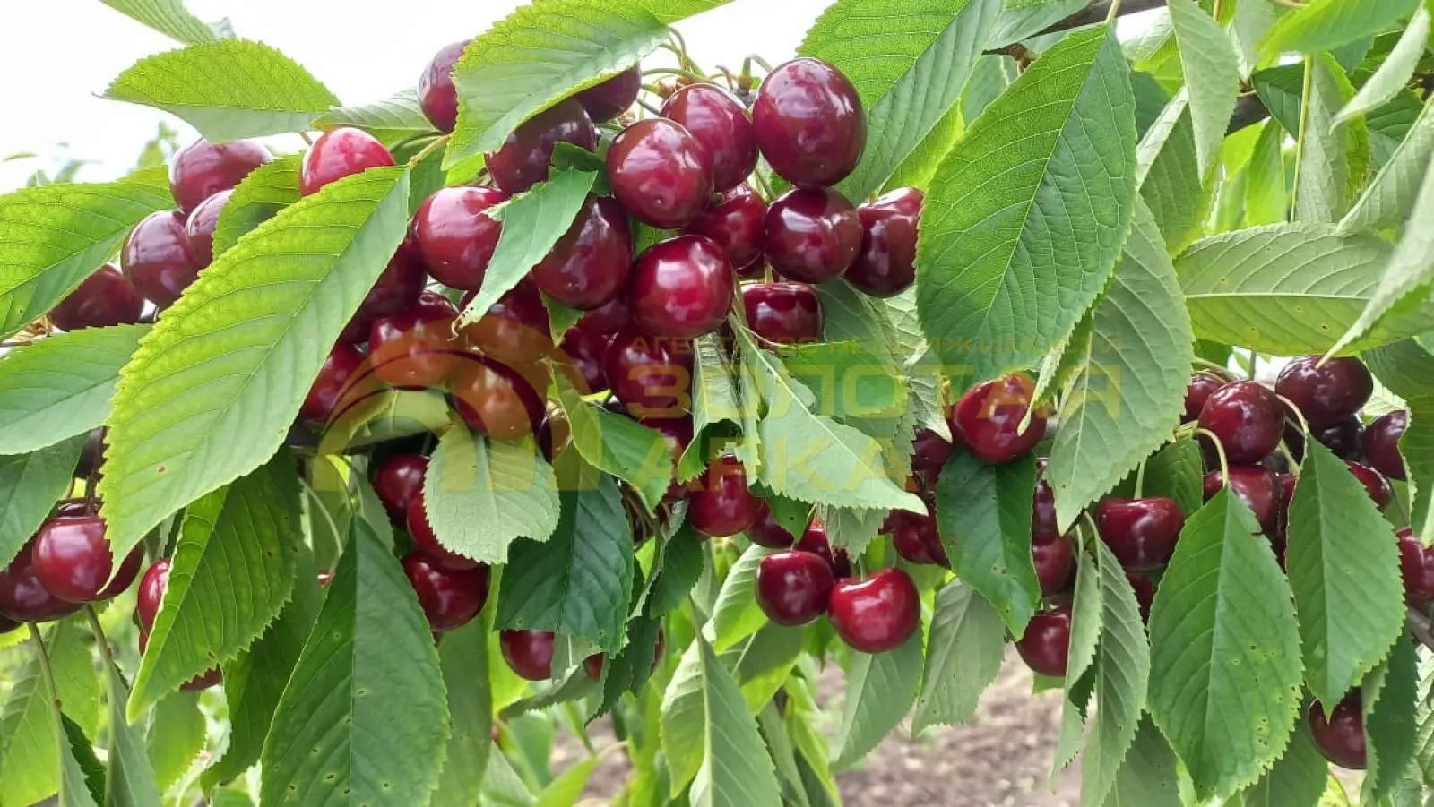 коммерческая