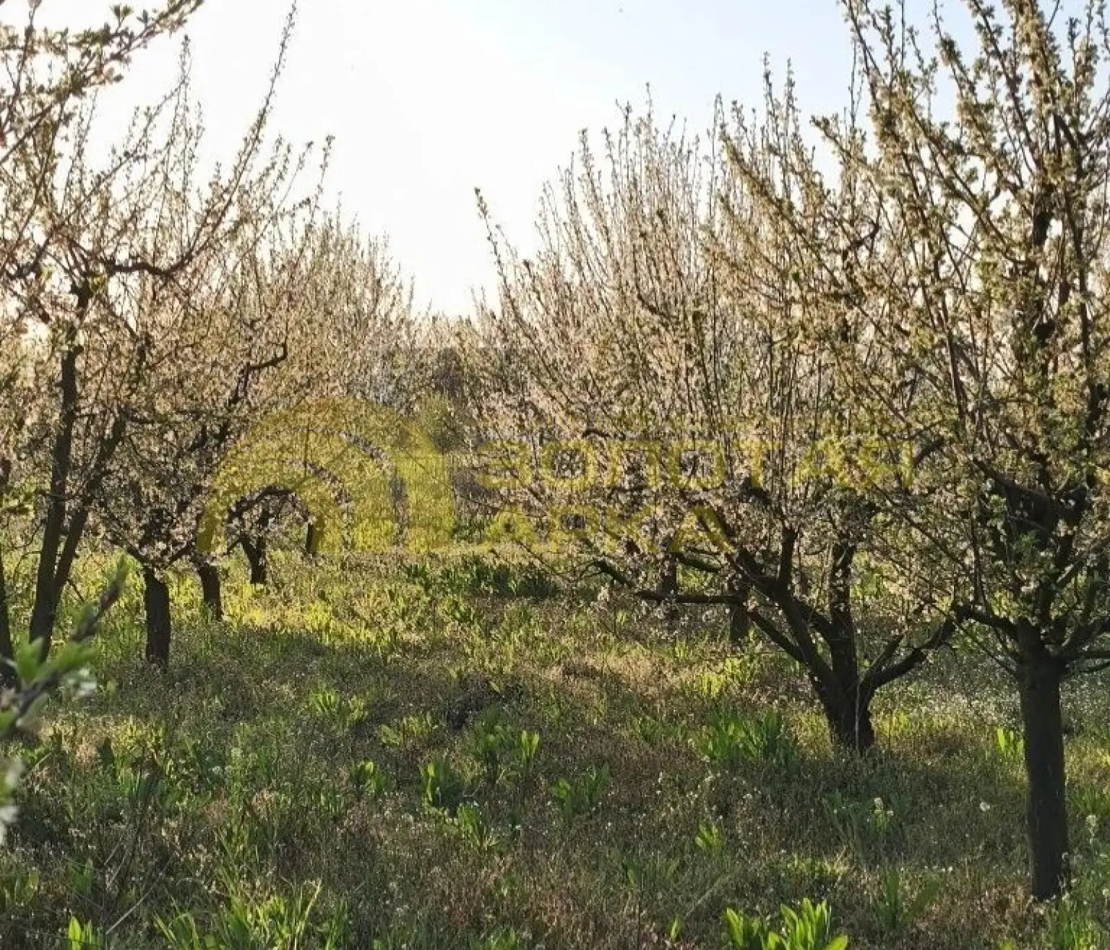 участок