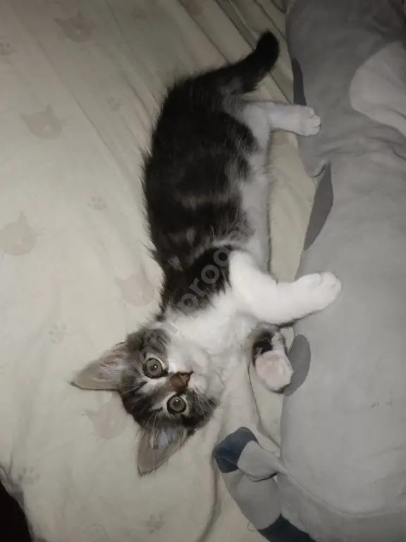 Отдаю котёнка в добрые руки