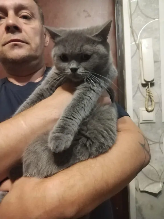 шотландские котята