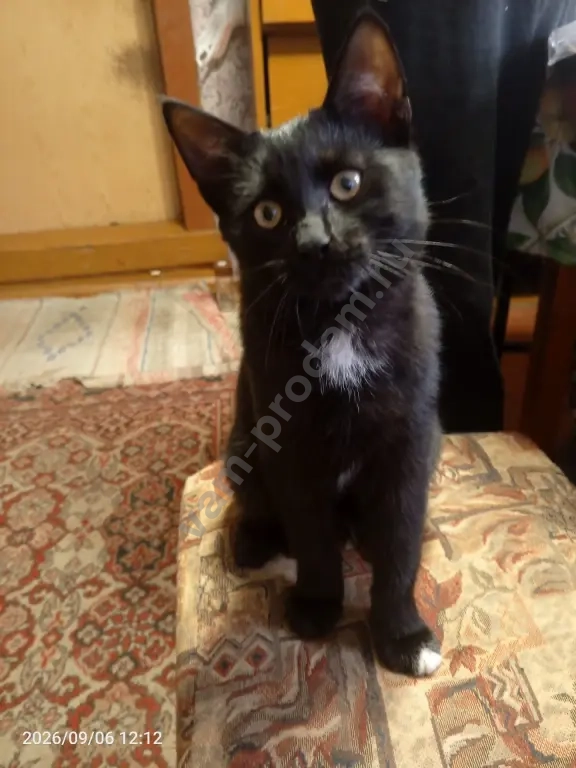 котёнок в добрые руки