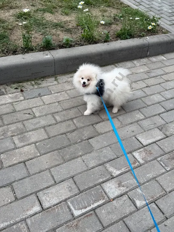 померанский шпиц, щенок