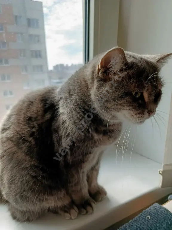 кошка даром