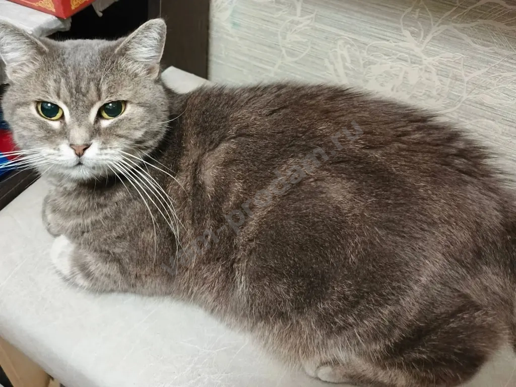 кошка даром