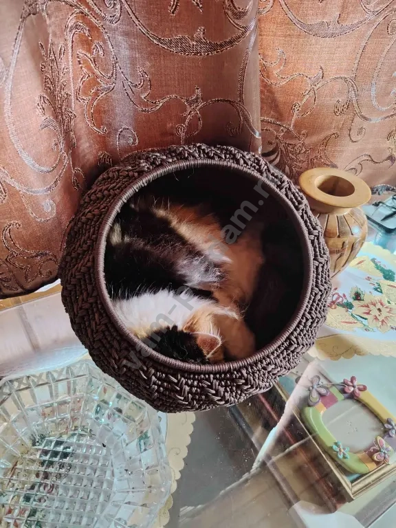 Лежанка для кошек и мелких собак.