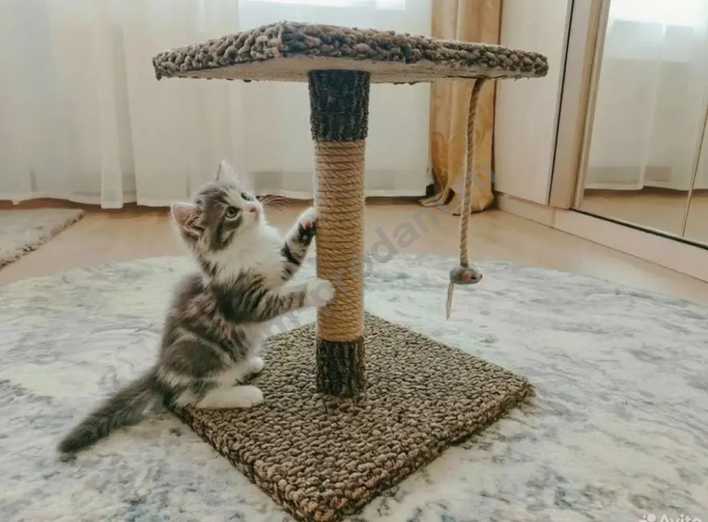 Когтеточка