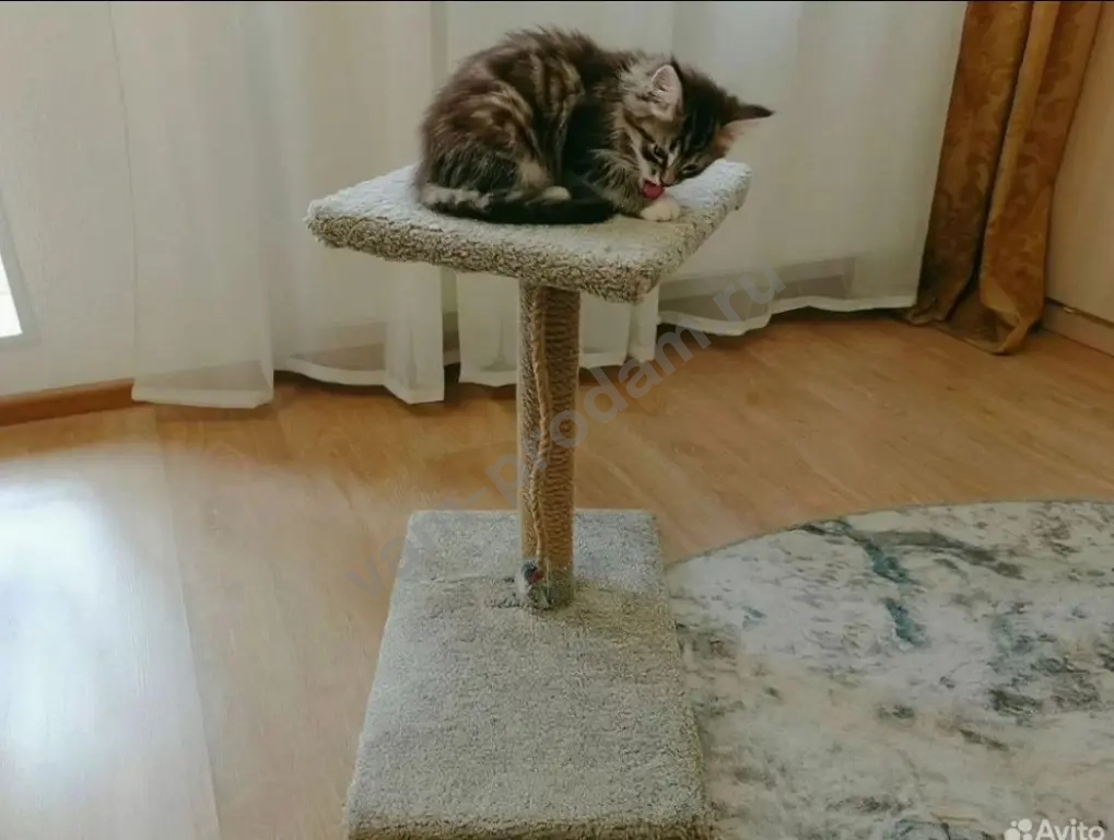 Когтеточка