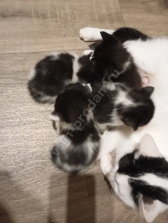Котята ищут своих любящих хозяев