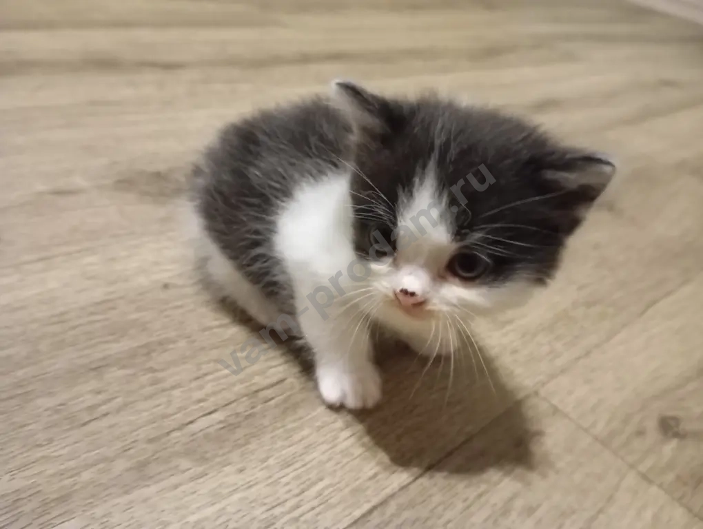 Котята ищут своих любящих хозяев