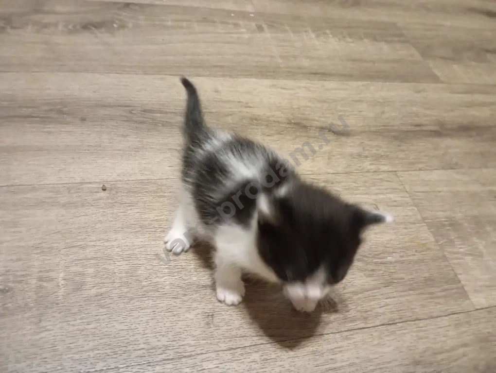 Котята ищут своих любящих хозяев