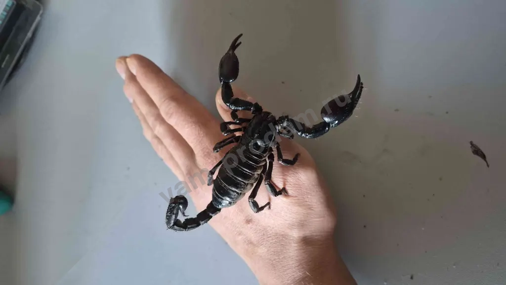 домашние пауки и скорпионы