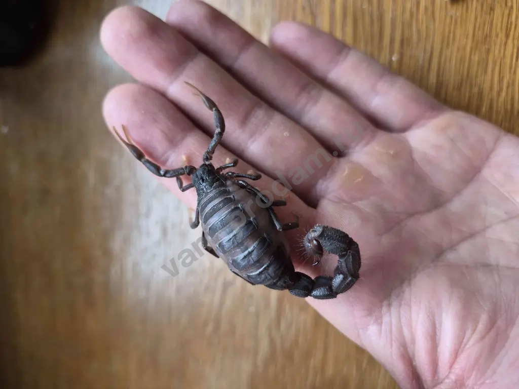 домашние пауки и скорпионы