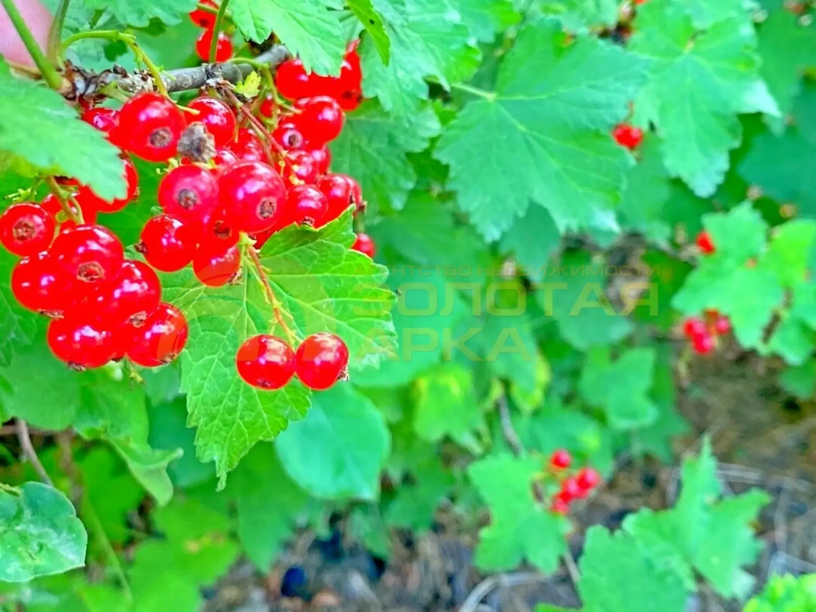 участок