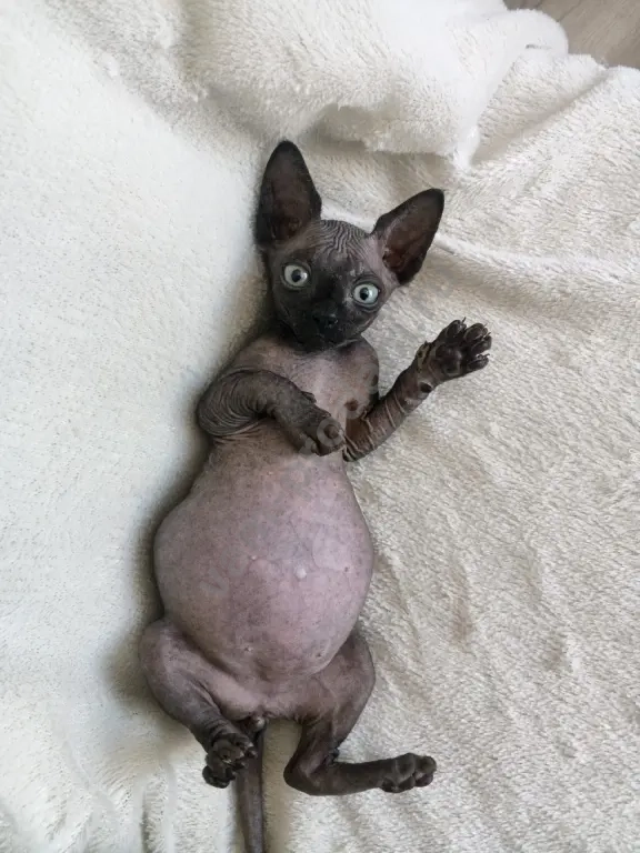 Канадский сфинкс котёнок