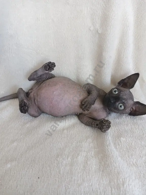 Канадский сфинкс котёнок