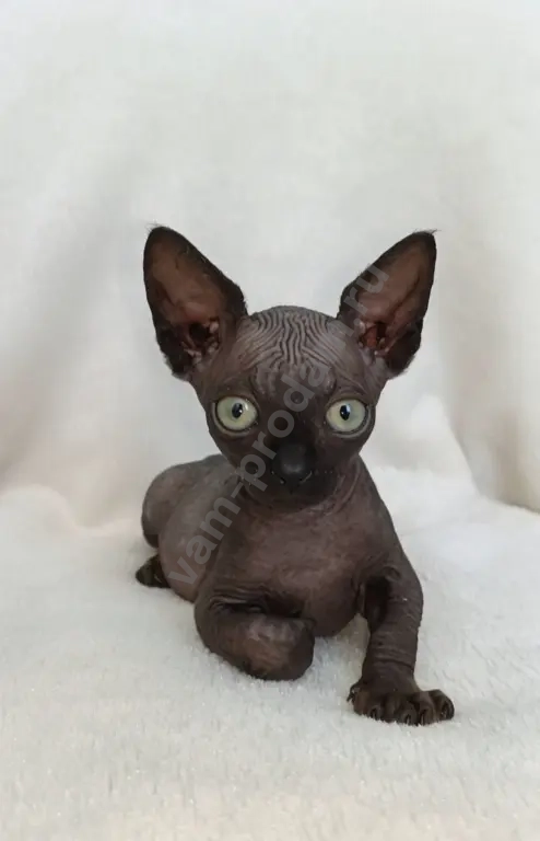 Канадский сфинкс котёнок