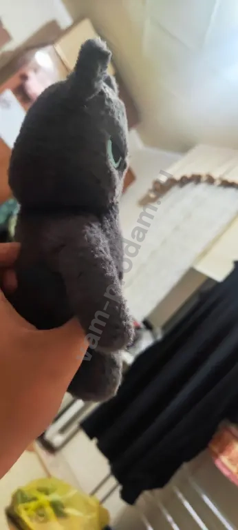 мягкий кот