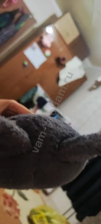 мягкий кот